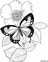 Butterfly Coloring Pages Flower sketch template