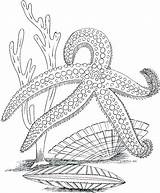 Coloring Ocean Pages Sea Printable Plants Life Adults Marine Adult Underwater Kids Drawing Colouring Color Desert Starfish Animals Sheets Animal sketch template