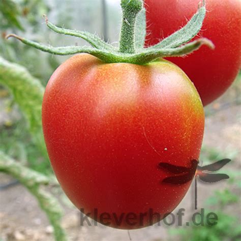 saatgut samen von der tomate de berao