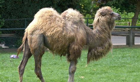 bactrian camel pictures facts information