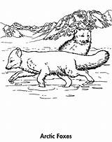 Fox Arctic Coloring Drawing Planet Earth Awesome Book Getdrawings Animals Worlds Beauty sketch template