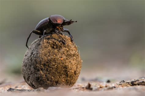 dung beetles dung quality male morphology  social context affect parental investment