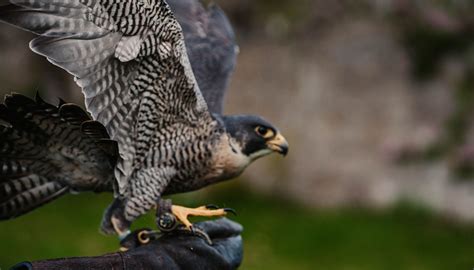 falconry centre   west highlands  gairloch shieldaig lodge