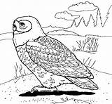 Owl Snowy Coloring Coloringcrew Buho Para Nival Colorear Pintar sketch template