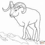 Sheep Dall Coloring Tundra Outline Animals Bighorn Pages Drawing Printable Schaf Ausmalbild sketch template