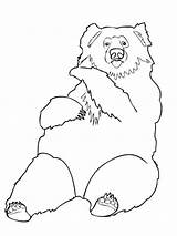 Sloth Bear Coloring India Pages Printable Drawing Supercoloring Categories sketch template