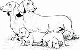 Weiner Coloring Dog Pages Printable Getcolorings Color sketch template
