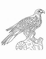 Hawk Coloring Pages Falcon Shinned Tony Peregrine Getcolorings Printable Getdrawings Kids Books Results Print Colorings Color sketch template