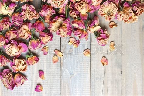 Pile of pink dried roses on gray rustic wooden background  