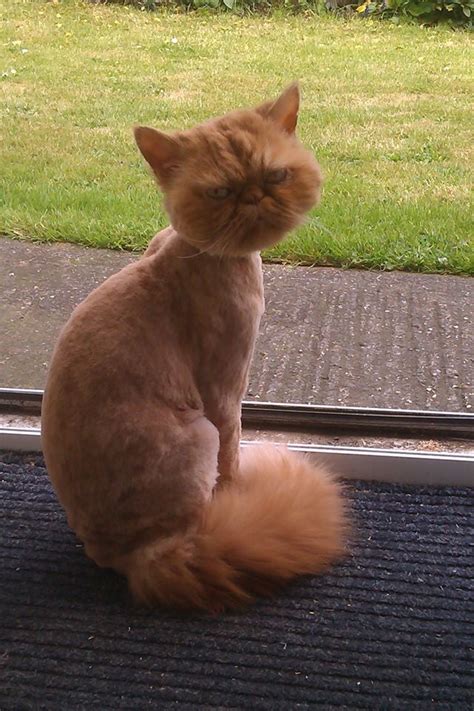 the hot weather is coming so my friend took his cat for a haircut best photos online