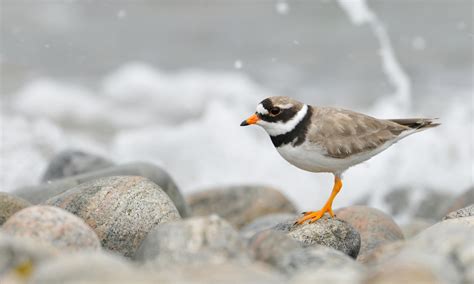 Wetland Bird Survey Reveals Wading Birds In Decline – In Pictures