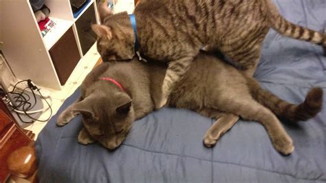 cat has sex with his brother youtube