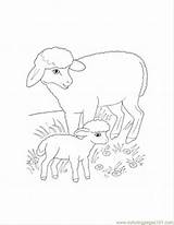 Lamb Mammals Colouring Clipart Library Insertion sketch template