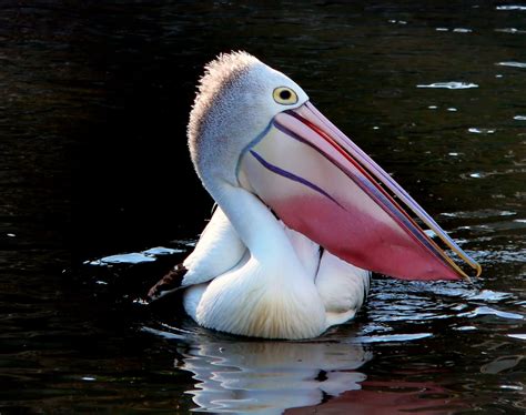 pelican  stock photo public domain pictures