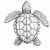 Turtle Turtles Loggerhead Fws Florida Tortue Symmetry sketch template