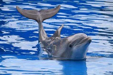 delfine  florida den intelligenten meeressaeugern ganz nah