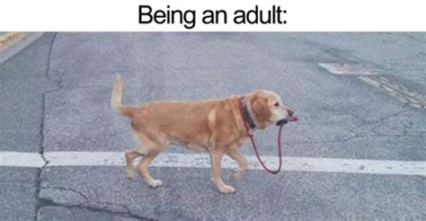 These Pictures Prove That Being An Adult Is Both Hilarious
