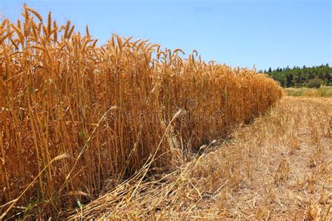 gathering wheat harvest stock   royalty  stock