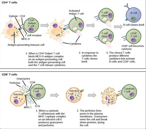 20 5 Adaptive Immune System Biology Libretexts