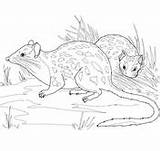 Northern Quoll Coloring Pages Squirrel Flying sketch template