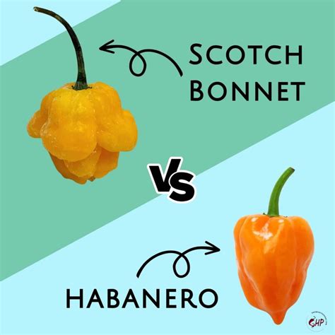scotch bonnet  habanero revealing  key differences   spicy
