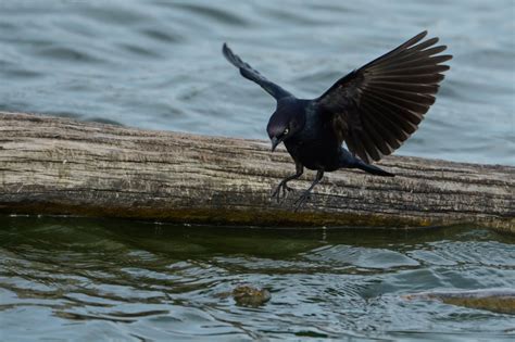 blackbird  flight chase jarvis photography