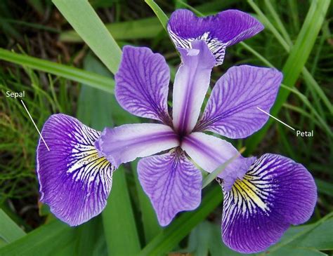 sepal  petal   iris flower gardeningleave