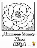 Coloring Rose American Beauty Pages Flowers Yescoloring Sheet Colouring Usa Kids sketch template