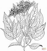 Elderberry Coloring Drawing Pages Printable Choose Board Leaf Supercoloring Plant sketch template