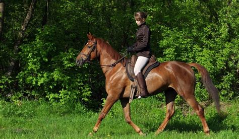 english  western riding  style     helpful horse hints