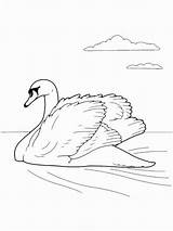 Swans Cigni Mute sketch template