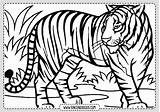Tigres sketch template