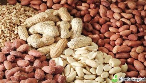 Top 17 Best Health Benefits Of Peanuts Mungfali And Pine Nuts
