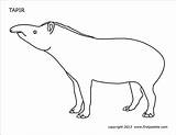 Tapir Coloring Printable Pages Firstpalette sketch template