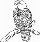 Eagle Bald Coloring American Pages Printable Color Getcolorings Print sketch template