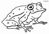 Frog Toad Kröte Tiere Ausmalbild Frosch Ausmalbilder sketch template