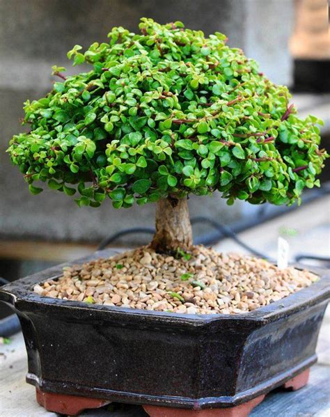 248 best images about african bonsai baobab on pinterest trees