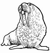 Walrus Coloring Drawing Clipart Cliparts Pages Clip Printable Drawings Face Library Favorites Add Getcolorings sketch template