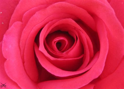 elegant rose  love  eva  deviantart