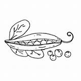 Pod Pea Coloring Food Surfnetkids Pages Next sketch template