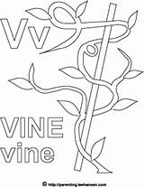 Vine Coloring Letter Alphabet Pages Activity Designlooter Wisteria Sheet Template 63kb 300px sketch template