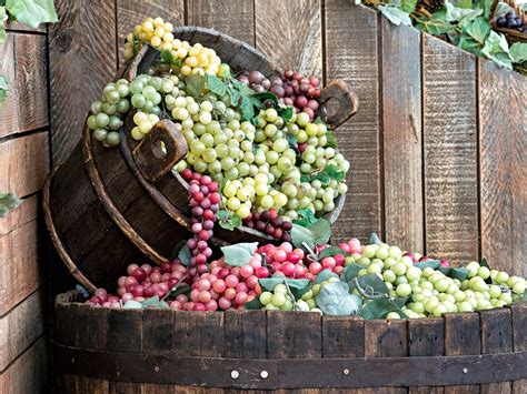 wine grapes  wineries international winery guide kazzit