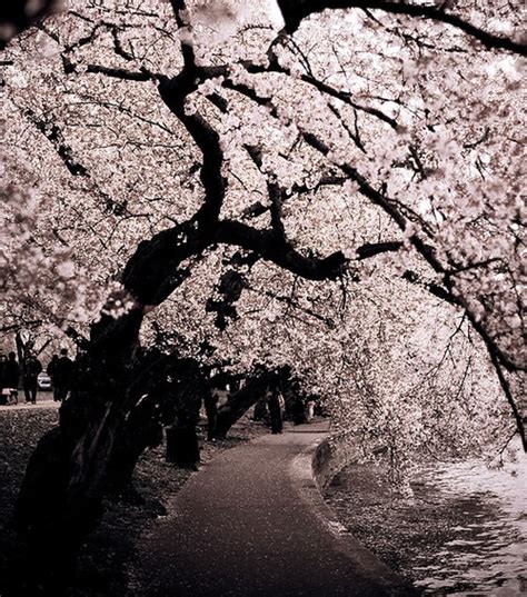 1000 Images About Cherry Blossom On Pinterest Spring
