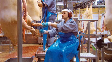 mecf expert engineers working  chain slaughterhouse workers face life long injuries