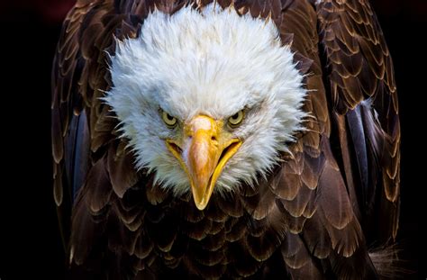 bald eagle attacks government drone sending   lake kutv