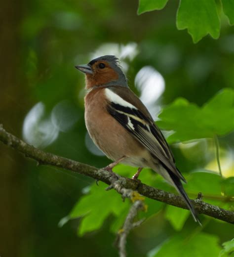 birds  northern europe life   southern forest