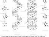 Dna Coloring Sheet Getcolorings Color sketch template