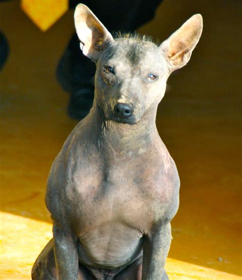 turks peruvian hairless dog