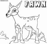 Fawn Coloring Deer Pages sketch template