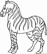 Printable Coloring Mammals Pages Zebra Popular sketch template
